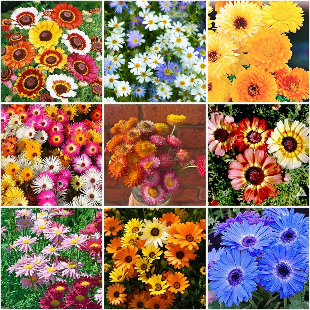 9 x 300+ Mixed Daisy Seeds for Planting-Gerber Daisy Seeds,Gerbera Daisy Seed Non-GMO Heirloom Flower for Garden Outdoor (EXP 01/01/28)