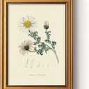 ARPEOTCY Vintage Botanical Wall Art Framed, Antique Floral Illustration with Gold Frame, Classic Wall Decor for Living Room Bedroom or Bathroom, 12x16 Inch (Atlas Mountain Daisy)
