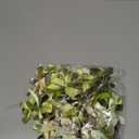 Gejoy 100 Pieces 2.6" Green Series Valentine's Day Bows Satin Ribbon Twist Tie Mini Bows for Gift Wrapping Bags Crafts for New Year Wedding Birthday Party Shower Candy Treat Cake Pop Decoration