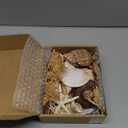 JQAQJU Sea Shells Mixed Beach Seashells 20 Kinds, 1.5"-5.5" Various Sizes Large Ocean Shells Conch 2 Kinds Natural Starfish for Decorating Beach Theme Party Fish Tank Filling Home Decor Wedding