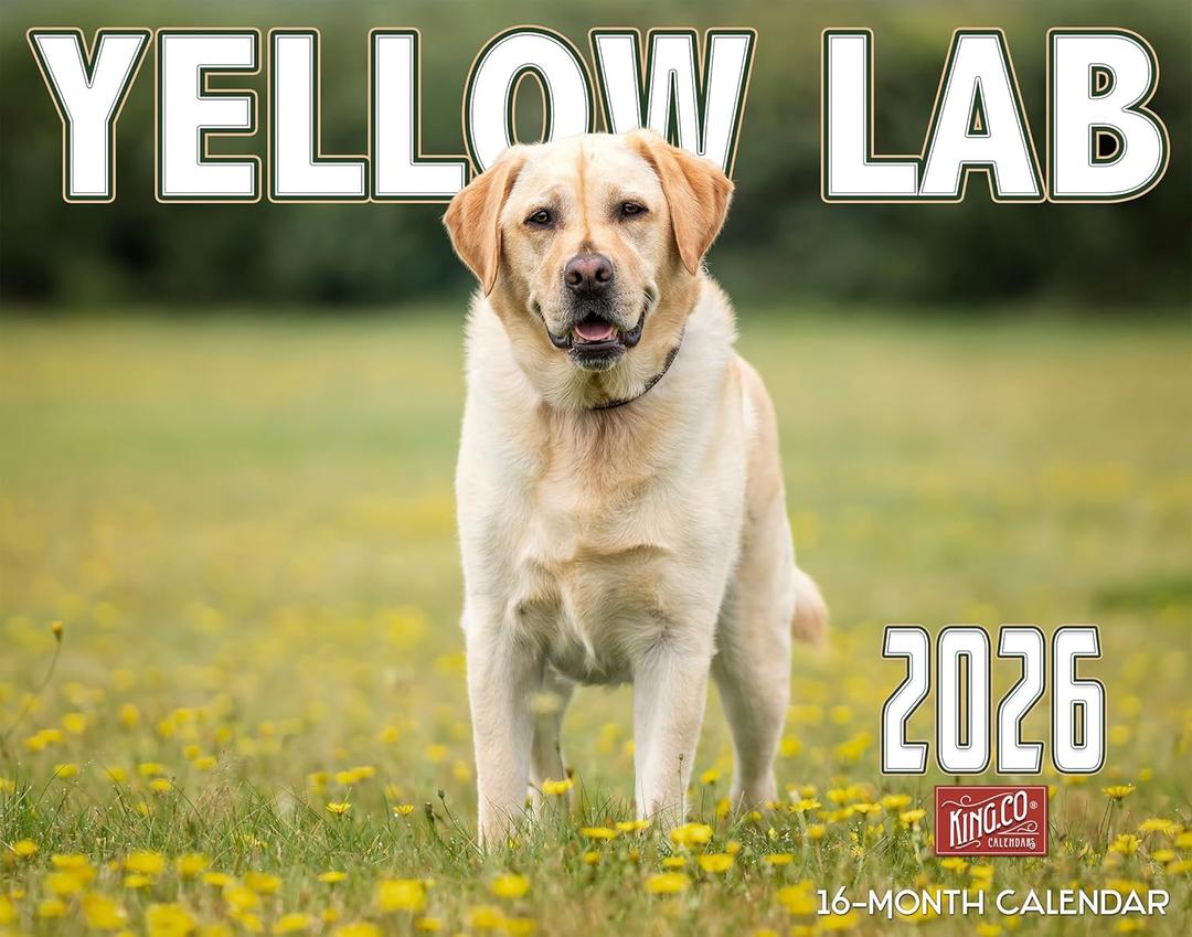 2026 Yellow Labrador Dog Wall Calendar 16-Month X-Large Size 14x22, Monthly Calendar for Home or Office, by The KING Company-Monster Calendars