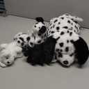 Skylety 5 Pcs Dog Stuffed Animal Puppy Stuffed with Babies Inside 1 Big Mommy with 4 Mini Baby Cute Soft Toy for Valentine Children Birthday Party Adopt a Puppy Favor(Dalmatians)