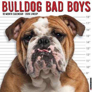 Willow Creek Press, Bulldog Bad Boys 2026 Wall Calendar, 12'' X 12'', 18-Month Calendar with Stapled Binding
