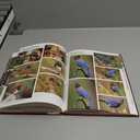 Artists Photo Reference Book: Songbirds & Other Favorite Birds, Hardcover