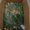 2 Pack 24 Inch Lighted Outdoor Christmas Tree with Dual Color LED Lights, Remote Control Battery Operated Pre-lit Pathway Urn Filler, Christmas Porch Decorations for Home, Porch & Yard (Green Gold)