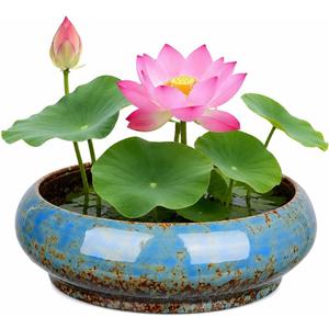 Toddmomy Lotus Bowl Planter Bonsai Pot Water Lily Bowl Succulent Planter Ceramic Flower Pot Shallow Decorative Container for Home Office Garden Balcony (No Drainage Hole)