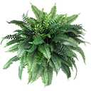 Jutom Artificial Ferns Outdoors Faux Boston Fern Bush 88 Long Silk Branch Large Fake Shrubs for House Office Garden Outdoors Indoor Decor Arrangement, 29.5 Inch(1 Pcs)