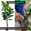 Cypress & Alabaster Handmade 7ft Oversized Fiddle Leaf Fig Ficus Lyrata Artificial Tree with Ethically Sourced Real Wood Trunks, Hypoallergenic, 7-Foot, Green