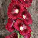Hollyhock Flower Seeds Mix Giant Mallow Double Hollyhock Perennial 50pcs (EXP 12/01/26)