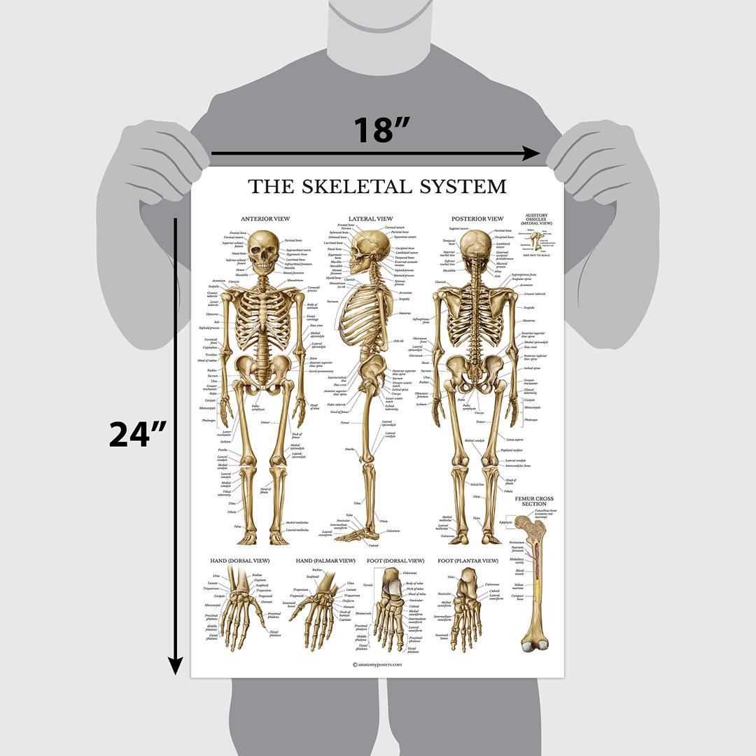 16 Pack Anatomical Posters Disorders of the Spine