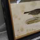 Deco 79 Wood Bird Framed Wall Art with Black Frame, Set of 2 20"W, 14"H, Black