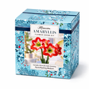 Amaryllis flower growing kit
