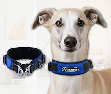 AnccoPlus Comfort Walking Dog Collar Size L  Color Blue