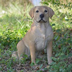 HI-LINE Gift Ltd. Labrador Retreiver Sitting Statue, Yellow