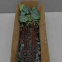 Giegxin 90 Pcs 3 Kinds Mixed Artificial Eucalyptus Leaves Stems Bulk Silver Dollar Leaves Picks Dried Eucalyptus Bundle Faux Spray for Wedding Vase Bouquet Floral Arrangement (Green)