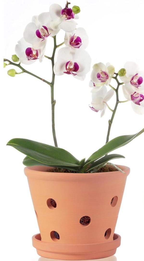 6 Inch Terracotta Orchid Pots with Holes, Saucers - 1 Pack Clay Orchid Planter Pots for Repotting, Small Terra Cotta Pot, Indoor & Outdoor, Promotes Air Circulation