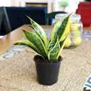 Altman Plants Live Snake Plant (Superba), Approx. 13" Tall, Virtually Indestructible, Easy Succulent Houseplant, 4 in Pot