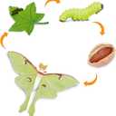Safari Ltd. Life Cycle of a Luna Moth - Realistic Educational Toy Figurines - Miniature Insect Lifecycle Collection for Boys, Girls & Kids Age 4+