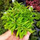 10 x Seeds Summer Savory Heirloom Herbs for Planting Non GMO 800 Seeds