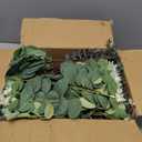 Giegxin 270 Pcs 3 Kinds Mixed Artificial Eucalyptus Leaves Stems Bulk Silver Dollar Leaves Picks Dried Eucalyptus Bundle Faux Spray for Wedding Vase Bouquet Floral Arrangement (Green)