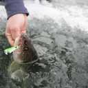 10 x Northland Tackle Ice Fishing Thumper Spoon, Stamped Brass Flutter Spoon Ice Fishing Lure for Walleye, Crappie, & More, 10 Colors, 1/16 Oz, 1/8 Oz, 3/16 Oz,  Oz Lure Sizes (Super-Glo Purple Wonder)