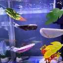 VCEPJH Betta Hammock with Suction Cups Betta Resting Spot 3 Pcs Shell Bed Toys for Aquarium Small Fish Natural Spawning Grounds Breeding Fish Tank Accessories Decorations (3 Pcs Scallops +2 Pcs Oysters + 3 Plant)