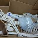 NLShan Human Skeleton Model for Anatomy -Life Size Anatomical Skeleton Medical Model with Nervous System 70.8 in with Rolling Stand for Study and Display Colorful Posters