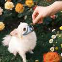 Dog Muzzle for Small Medium Dogs to Prevent Biting for Short Snout Dogs,Maltese,Miniature Schnauzer,Jack Russel Terrier,Soft Breathable Lightweight Mesh,Open Front for Grooming Vet Visits (Blue, S-) (S-Snout (6.1"- 6.5"))