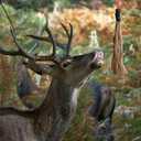 SATINIOR 3 Feet Scent Rope for Deer Hunting Include Mock Scrape System Hemp Drag Rag with Reflective Rope Rotating Clamp and Gloves Hangs Anywhere for Hunting Accessories Hunter Gifts