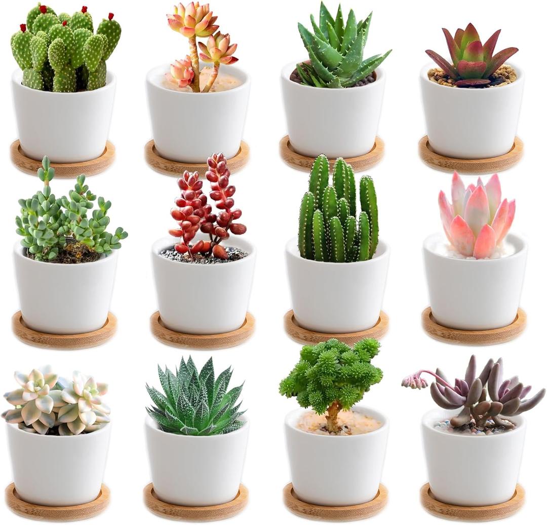 12 Pack Small Succulent Plant Pots with Bamboo Tray,2.5 Inch Mini White Ceramic Plant Pots for Succulent or Cactus, Gifts for Plant Lover, Indoor Home Garden Office Decorations