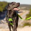 Joytale No Pull Dog Harness Medium Sized Dog, Reflective Pet Vest with Front Clip, Adjustable Soft Padded Harnesses with Easy Control Handle for Training and Walking, Green, M
