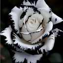 Diamond Painting Kits for Adults, White Rose Flower Diamond Art Kits JK779-1