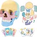 2026 New Human Anatomy Skull Model - 17 Part Puzzle with 10 Knowledge Flash Cards, Detachable Palm-Sized Mini Medical Model, Clinic Teaching Equipment, STEM Toy Gift for Kids
