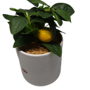 Fake Plants Artificial Tropical Plants Indoor in White Pot for Home Office Desk Accessories Bathroom Sage Green Decor Lemon