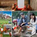 Automatic Chicken Feeder-Chicken Coop Accessories 40 lbs Treadle Chicken Feeders No Waste Steel Poultry Feeder Rodent Proof Weatherproof Comederos para Gallinas Supports 8-13 Chickens 12 Day