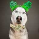 Elegant little tail St. Patrick's Dog Collar, Green Clover Dog Collars Cute Pet Gift Cute Puppy Flower Adjustable Pet Collars for Small Dogs (Small (Pack of 1), B: Gold Lucky)