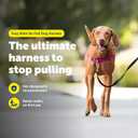 PetSafe Easy Walk No-Pull Dog Harness - Ultimate Harness to Help Stop Pulling - Pull-Free Walks - Take Control & Teach Better Leash Manners - Patented Martingale Loop Design - Raspberry, Medium
