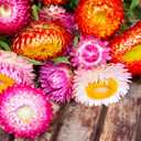 3 x 250+ Seeds Strawflower Giant Mix - Flower Multicolor
