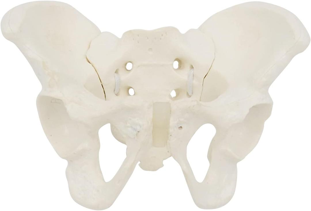 Size Female Pelvis Model, Flexible Anatomy Model, Hip Bone Pelvic Anatomical Model for Science Education Midwife, as the picture shows
