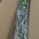 6ft Faux Bamboo Tree Artificial Nandina Tree Artificial Indoor Plants Realistic Fake Potted Tree with 800+ Leaves, Cement Planter - Home Office Decor Perfect for Housewarming Gift Non-Toxic (Green)