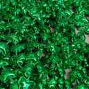 JOYIN 24 Pcs St Patricks Shamrock Necklaces, Green Clover-Shaped Bead Necklace with Pendant for St. Patrick's Day Party Supplies Dressing-up Accessories Party Favors, Irish Leprechaun Plastic Jewelry(Green)