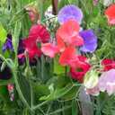 9 x 20+ Seeds Fragrant Sweet Pea Mix - Flower Multicolor