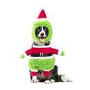 Amazon.com : NACOCO Dog Christmas Furry Costume - Xmas Halloween Cosplay Clothes with Cape Hat, Green Monster Funny Cat Uniform, Santa Outfits Party Favors Apparel Warm Winter (M) : Pet Supplies