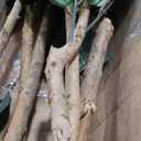 Nearly Natural 6ft Fiddle Leaf Fig Artificial Tree with 6 Natural Trunks, 270 Lush Green Leaves