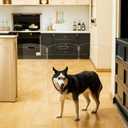 Modern Frame Clear Acrylic Freestanding Dog Gate - 32" Tall Folding 3-Panel Pet Barrier for Doorways, Stairs & Large Openings, Indoor Fence for Small to Large Dogs & Cats