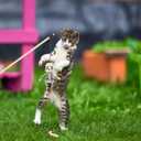 Halloween Cat Toy Set 2-Pack Plush Ghost and Skull Interactive Teething Toys for Indoor Cats Soft Wear-Resistant Playthings to Relieve Anxiety