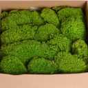 1.5 Sq. Ft. Preserved Moss Pole Decorative Moss for Crafts, Art, Wall Decor,Yellow Green Moss