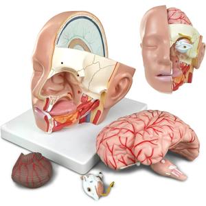 HADWYN 2025 New Educational Head Anatomical Model With Brain Study - Classic Cerebral Artery Anatomy Medical Model