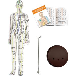 Acupuncture Model, Human Acupoint Model 20.5in Full Body Silicone Professionals Clear Identification with Base for Chinese Medicine Teaching Acupoint Student Demonstration (Female