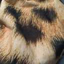 Premium Leopard Rug for Living Room 5×7 Feet, Machine Washable Cheetah Rug Animal Print Hide Area Rug, Large Non-Slip Faux Fur Zebra Skin Rugs Carpet for Office Bedroom Dinner Room Home Decor
